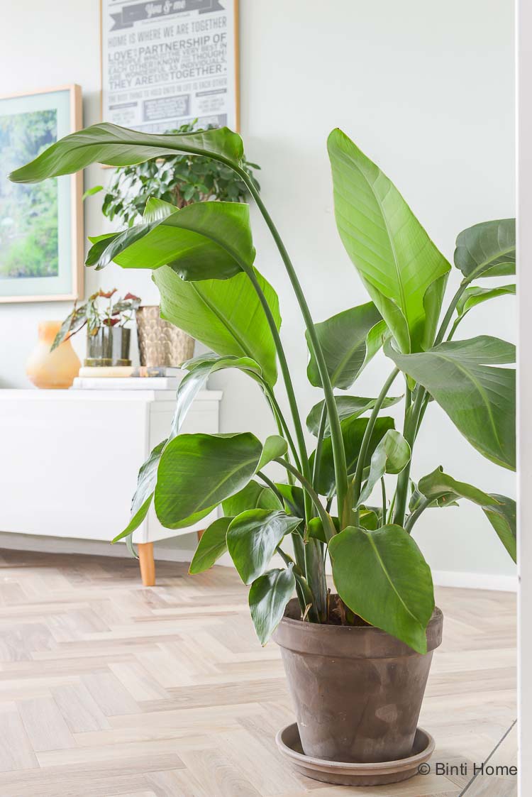 Planten tips in huis Green Lifestyle Store ©BintiHome